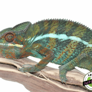 Sambava Panther Chameleon