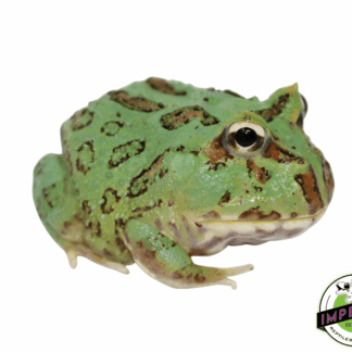 Samurai Blue Pacman Frog Baby