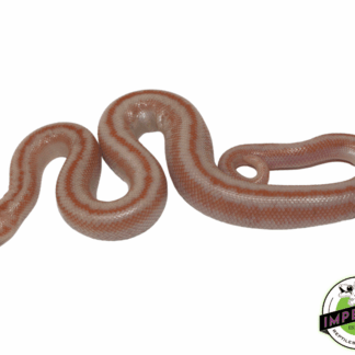 San Matias Rosy Boa Baby