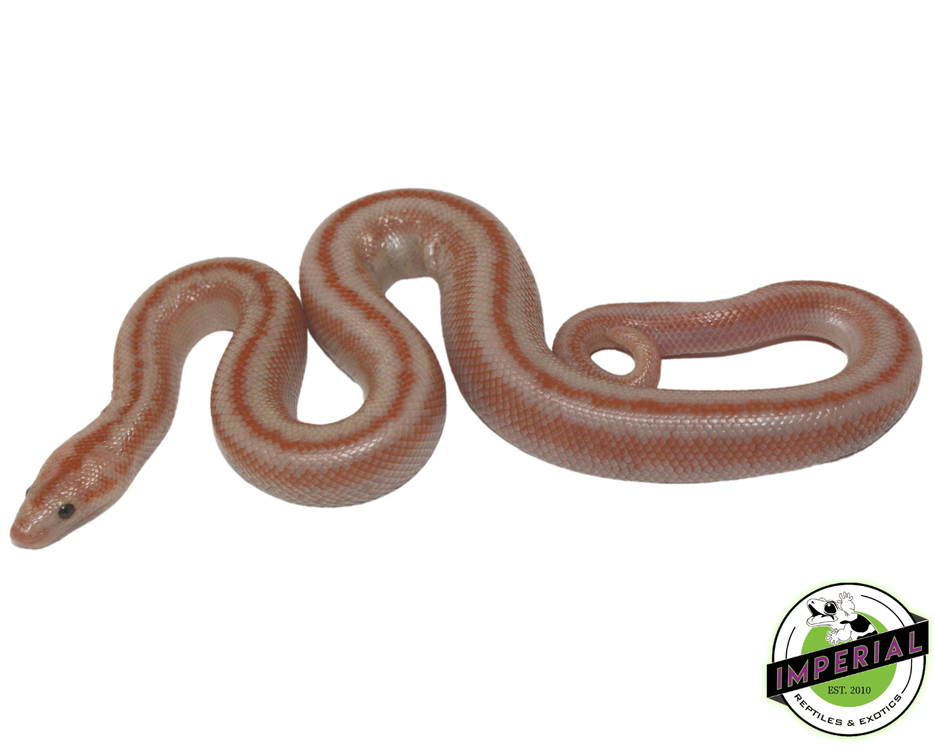 San Matias Rosy Boa Baby