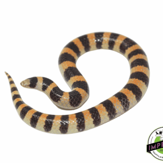 Banded Sand Snake