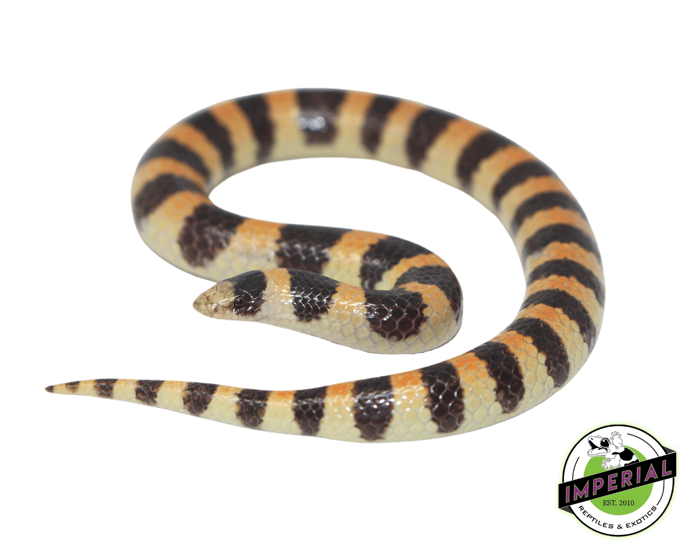 Banded Sand Snake - Image 2
