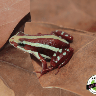 Santa Isabel Phantasmal Posion Dart Frog (Epipedobates anthonyi)