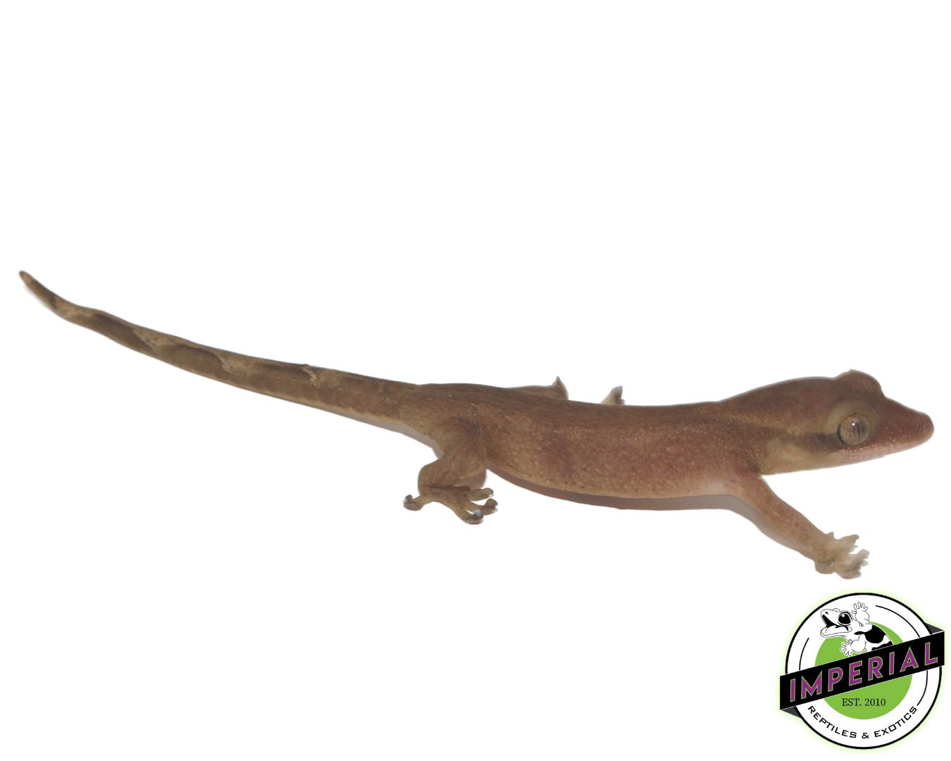 Sarasins' Giant Gecko (Correlophus sarasinorum) - Image 2