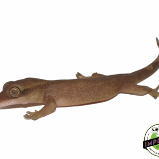 Sarasins' Giant Gecko (Correlophus sarasinorum)