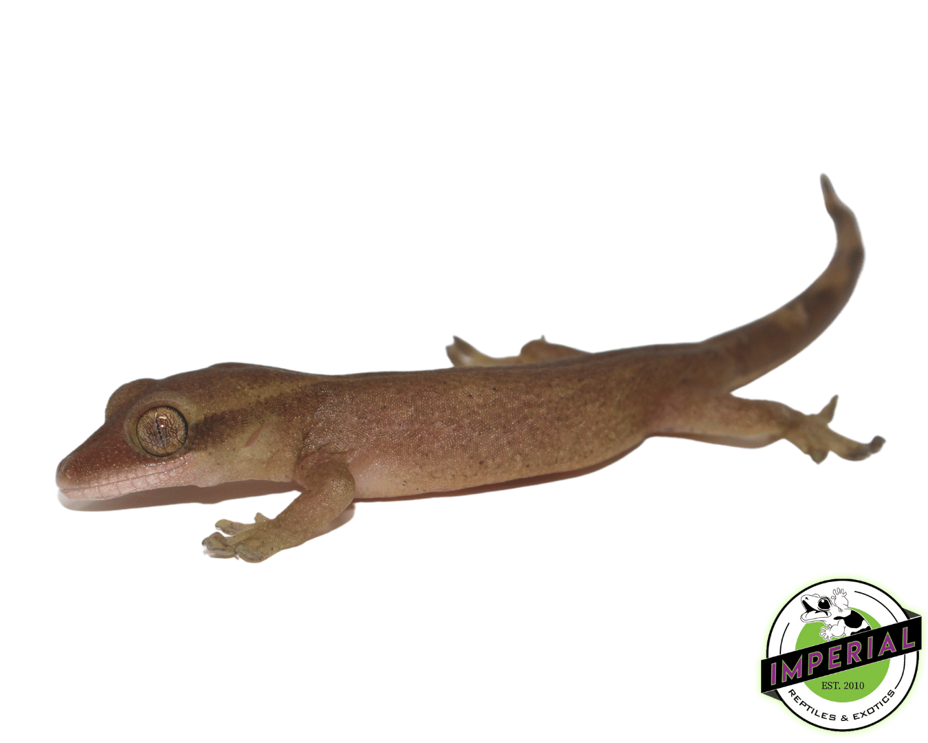 Sarasins' Giant Gecko (Correlophus sarasinorum)