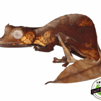 Satanic Leaf Tail Gecko (Uroplatus phantasticus)