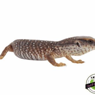 Baby Savannah Monitor