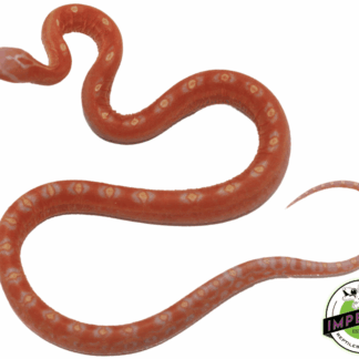 Albino Scaleless Corn Snake
