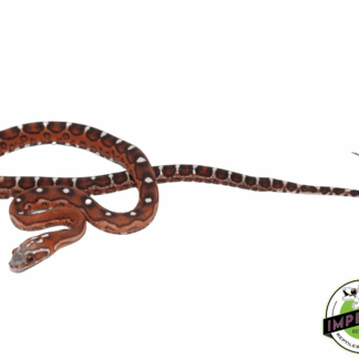 Scaleless Corn Snake Baby