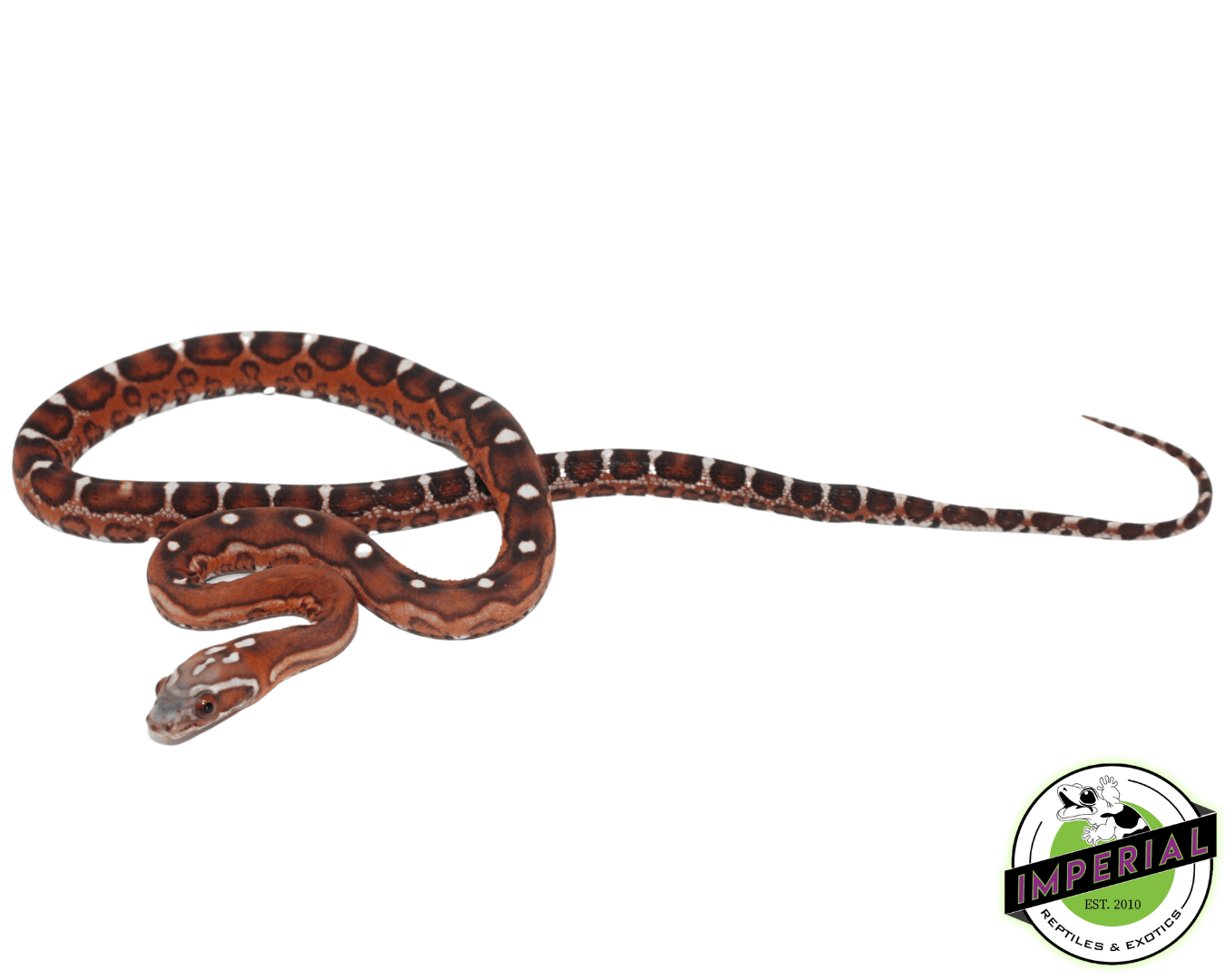 Scaleless Corn Snake Baby