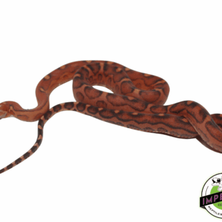 Scaleless Everglades Rat Snake Baby