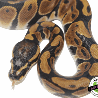 Scaleless Head Ball Python