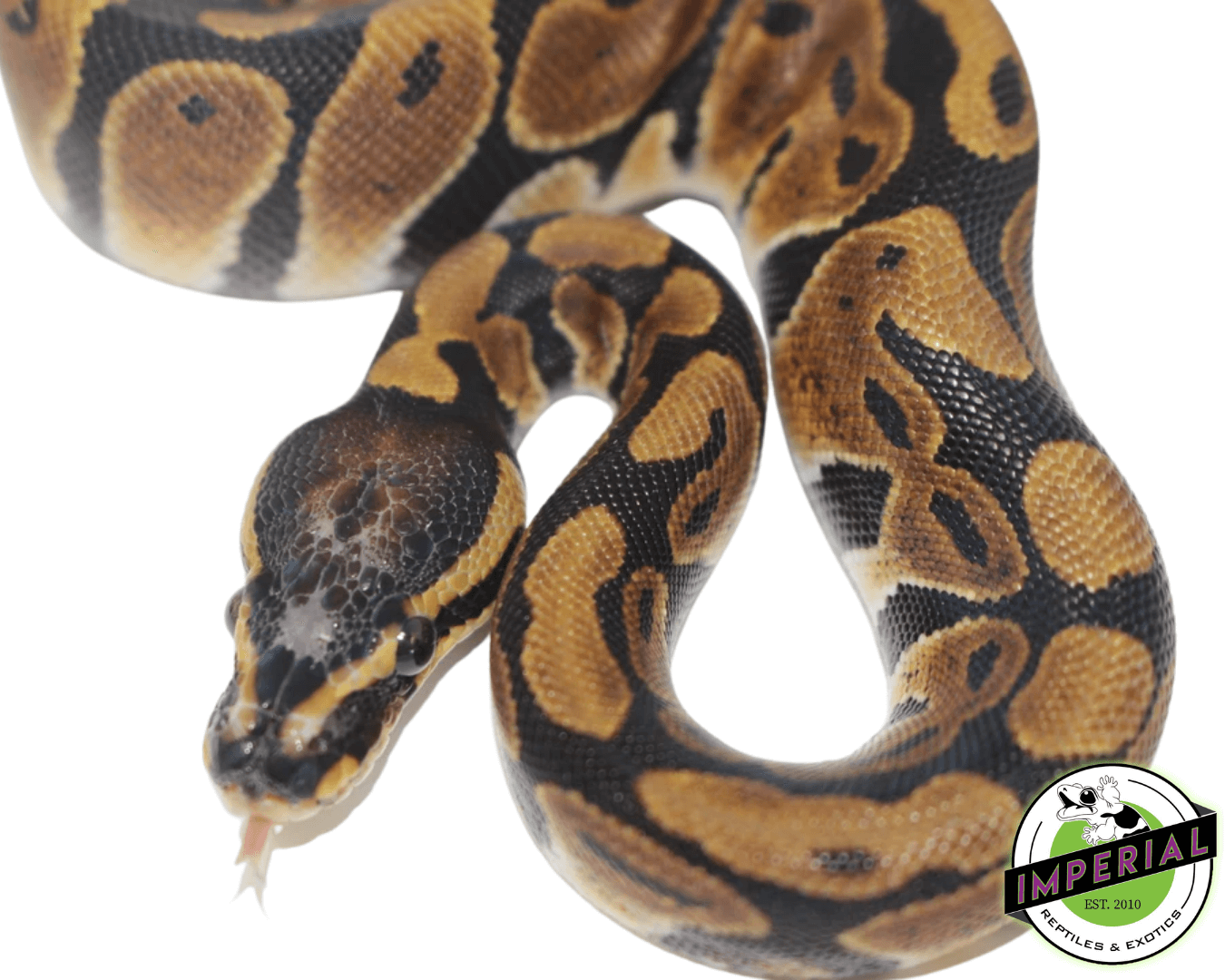 Scaleless Head Ball Python