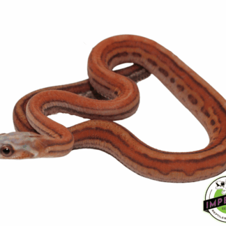 Scaleless Tessera Corn Snake Baby