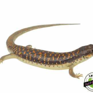 Schneider Skink