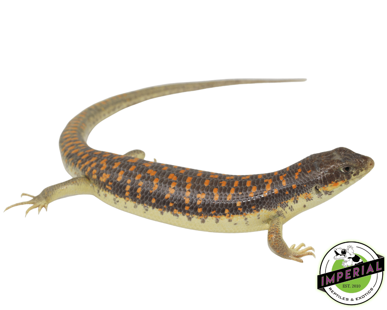 Schneider Skink