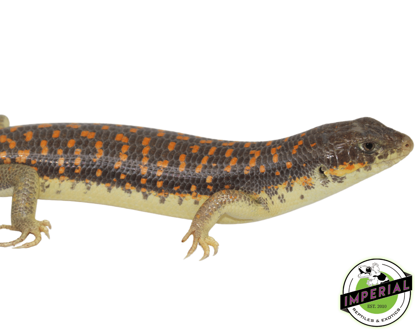 Schneider Skink - Image 2