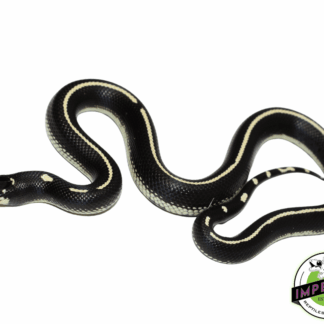 Striped California Kingsnake Baby