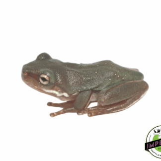 Snowflakes White's Tree Frog Baby