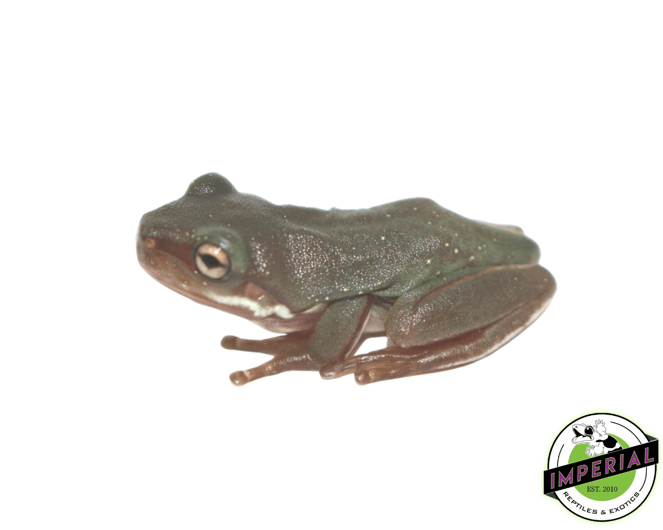 Snowflakes White's Tree Frog Baby