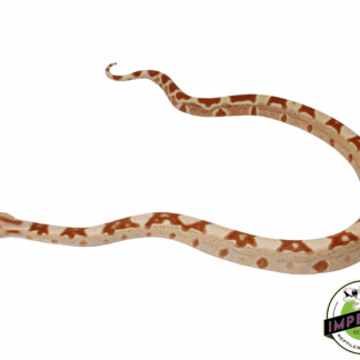 Sharp Sunglow Colombian Boa Male (#41223-01)