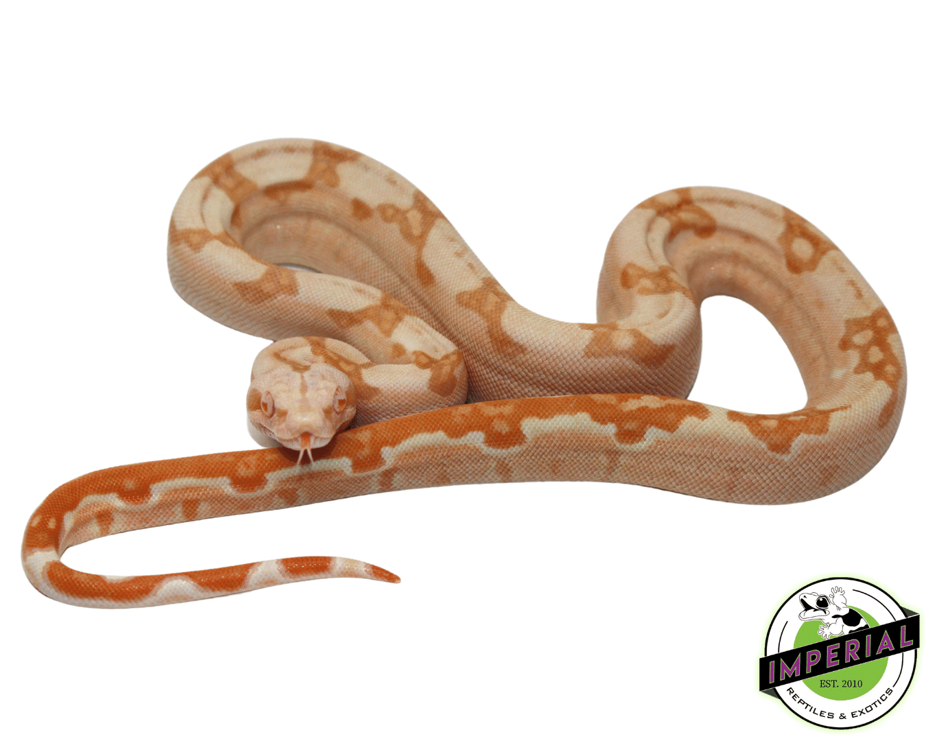 Sharp Sunglow Colombian Boa Male (#7523-01) - Image 2