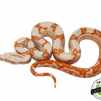 Sharp Sunglow Colombian Boa Female (#7523-02)