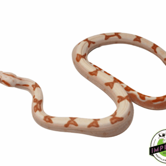 Sharp Sunglow Colombian Boa Baby Female (#82323-01)