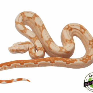 Sharp Sunglow Colombian Boa Male (#7523-01)