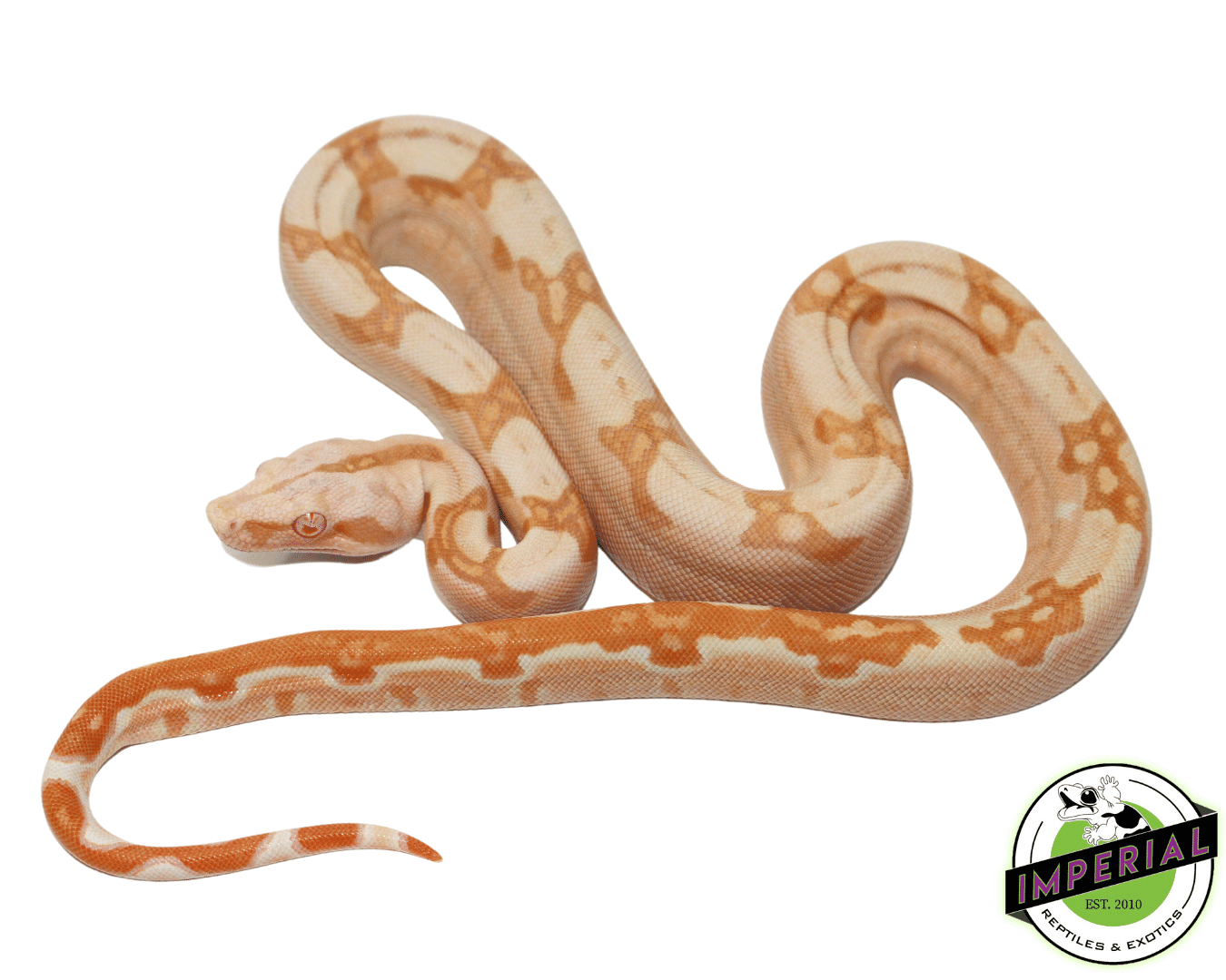 Sharp Sunglow Colombian Boa Male (#7523-01)
