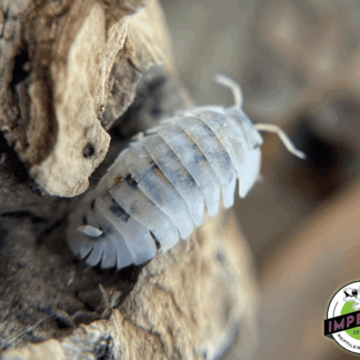 Cubaris sp. "Shiro Utsuri" Isopods