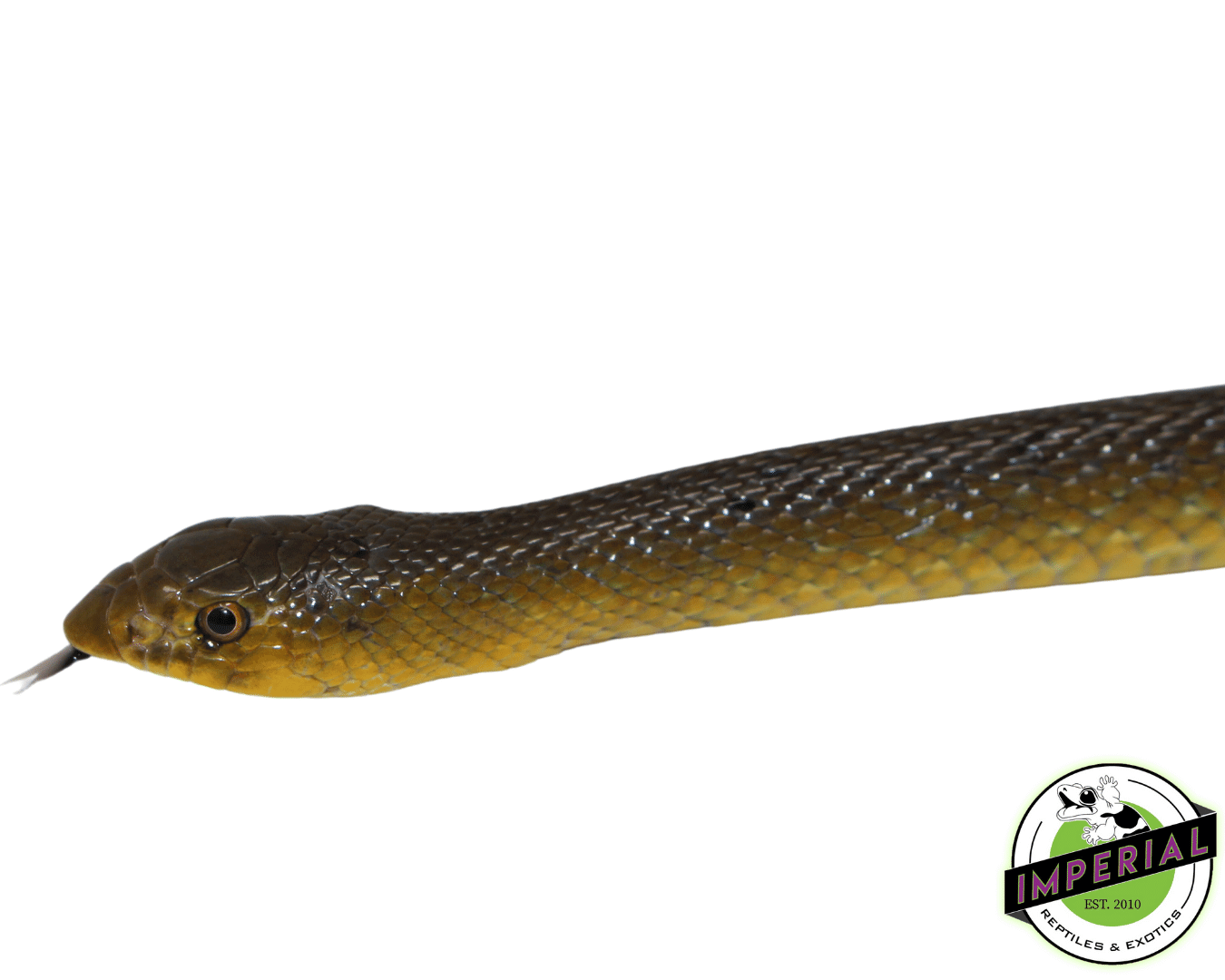 African Shovel Nosed Snake - Image 2