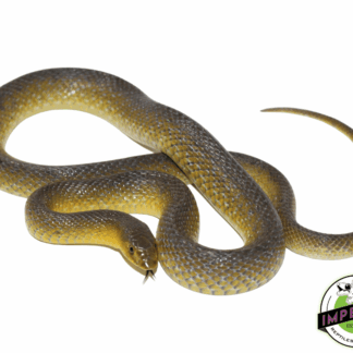 African Shovel Nosed Snake