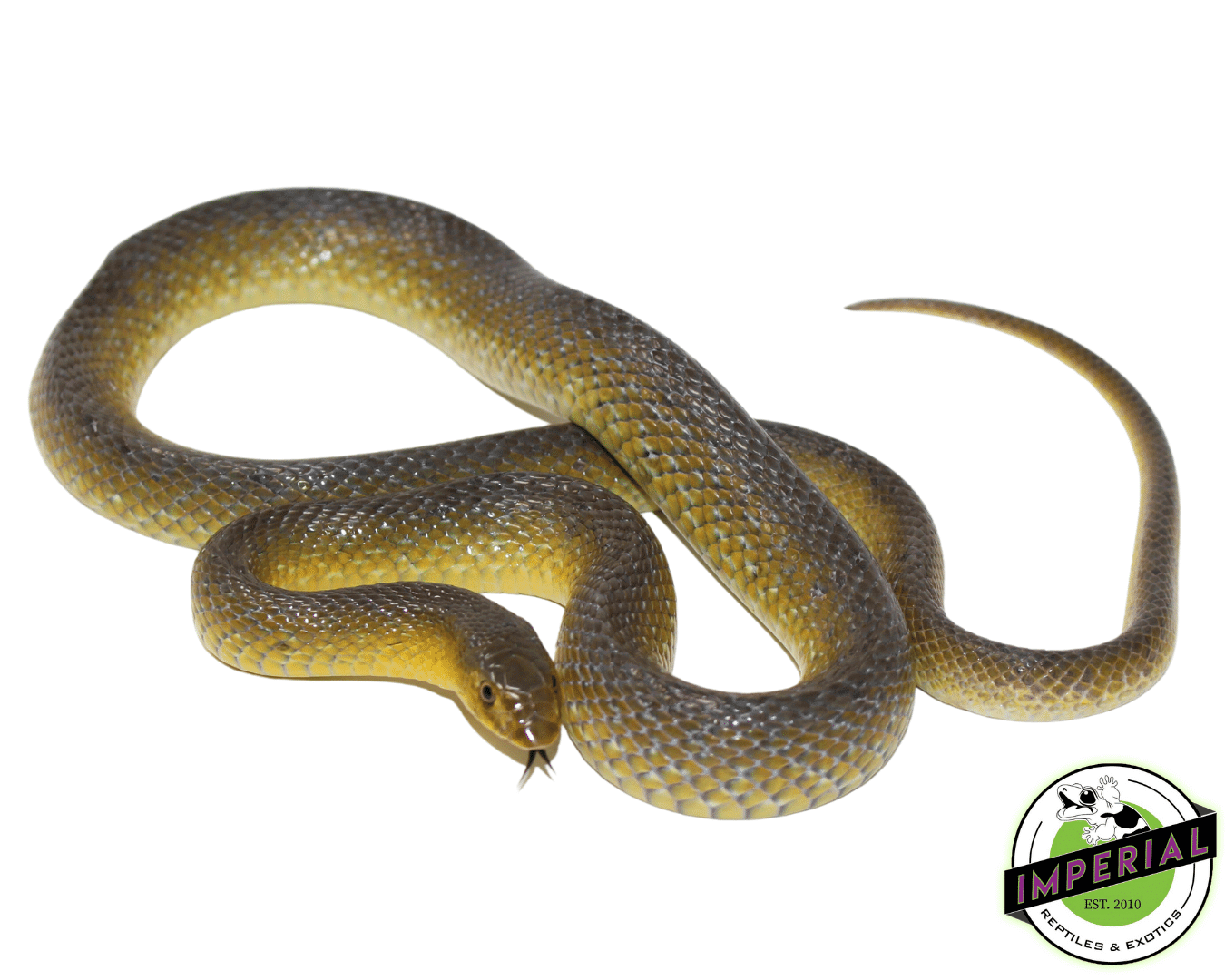 African Shovel Nosed Snake