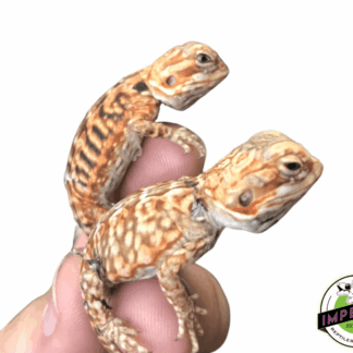 Silkback Bearded Dragon Baby (Online Only)