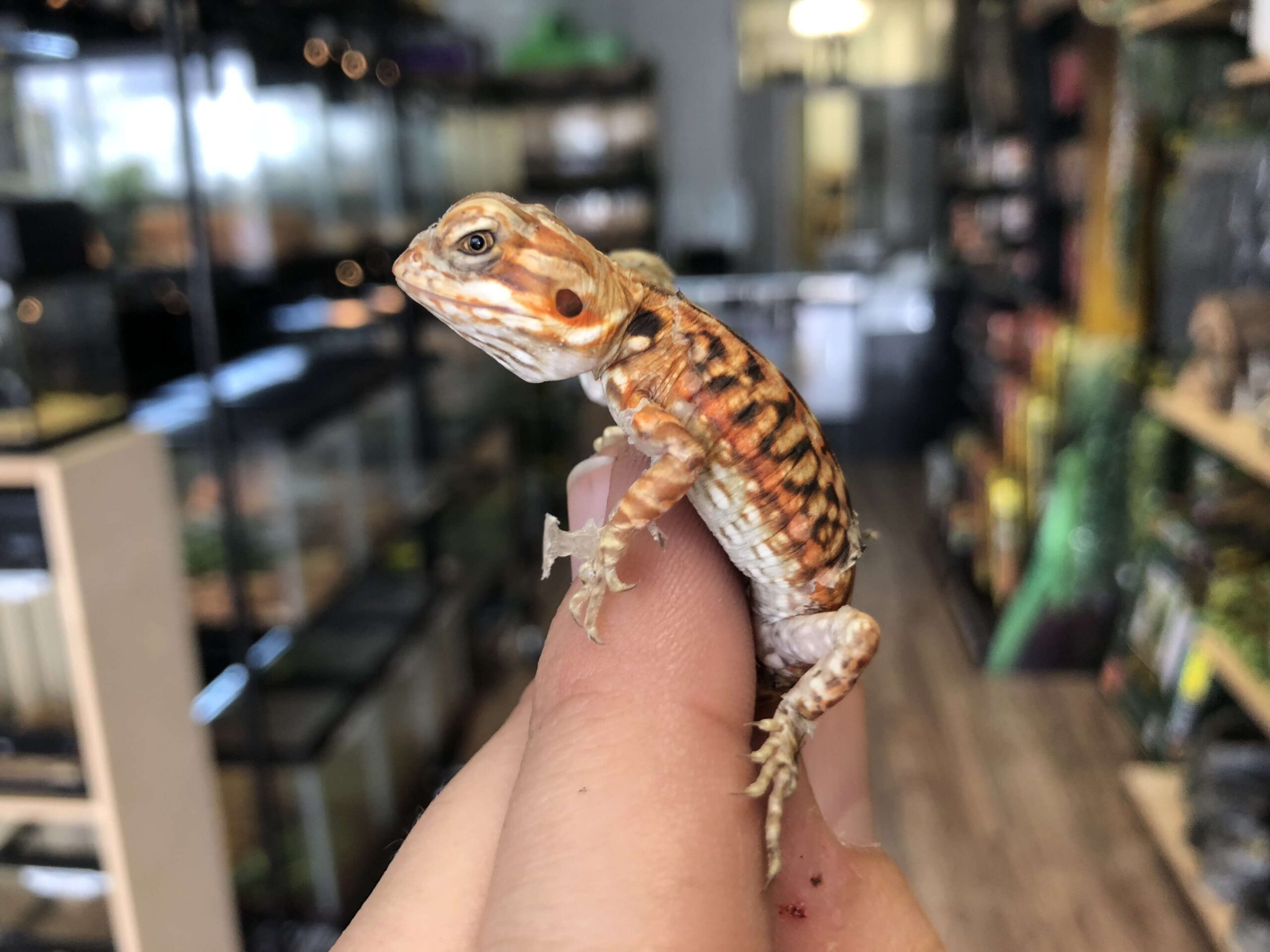 Silkback Bearded Dragon Baby (Online Only) - Image 2