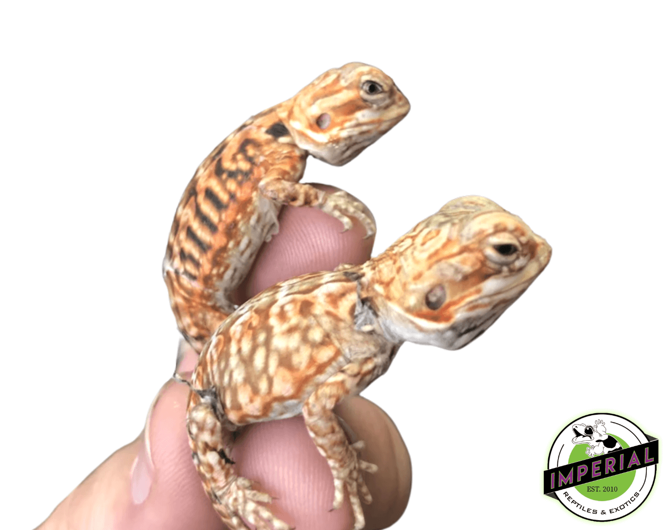 Silkback Bearded Dragon Baby (Online Only)