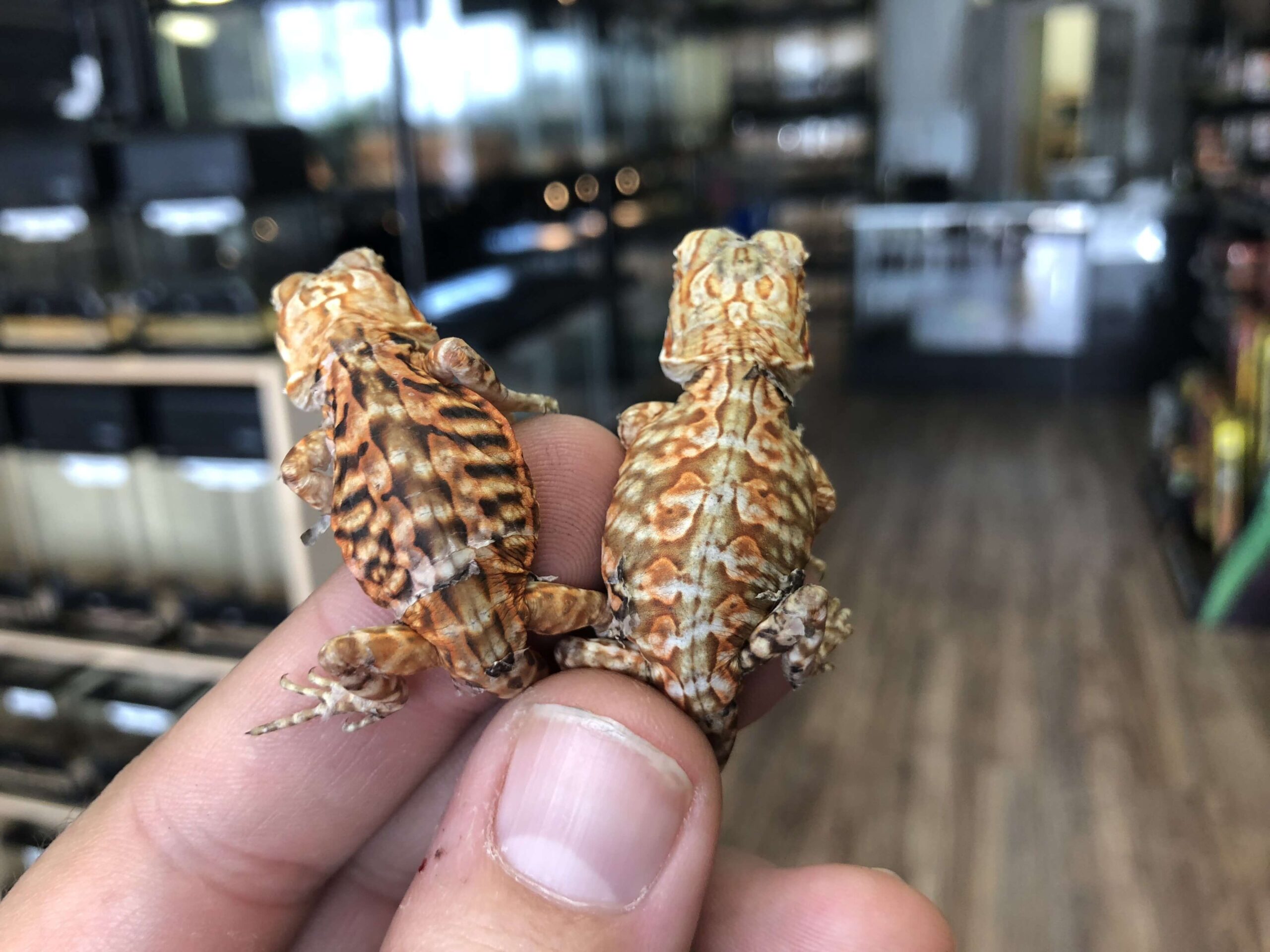 Silkback Bearded Dragon Baby (Online Only) - Image 3