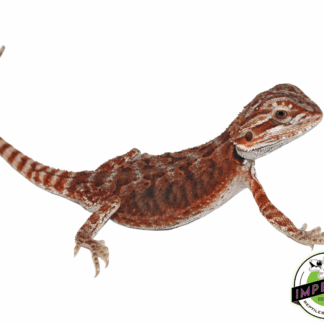 Silverback Red Bearded Dragon