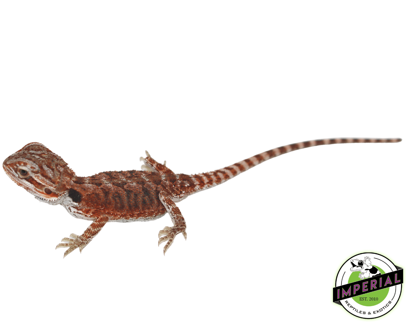 Silverback Red Bearded Dragon - Image 3