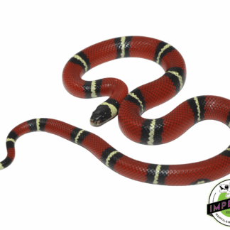 Sinaloan Milk Snake Baby