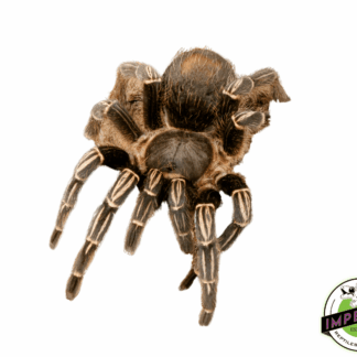 Skeleton Leg Tarantula