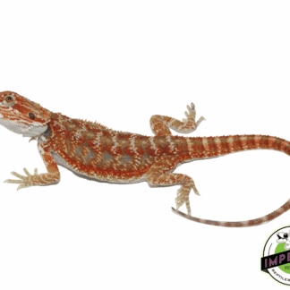 Hypo Skittles Bearded Dragon Juvenile Male