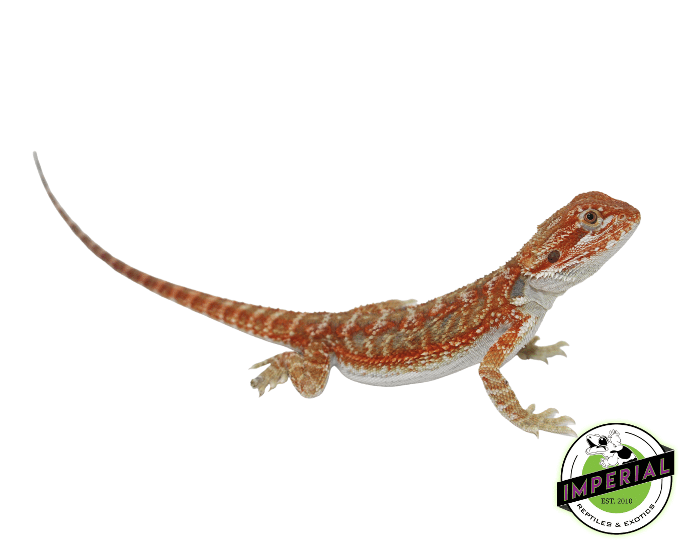 Hypo Skittles Bearded Dragon Juvenile Male - Image 3