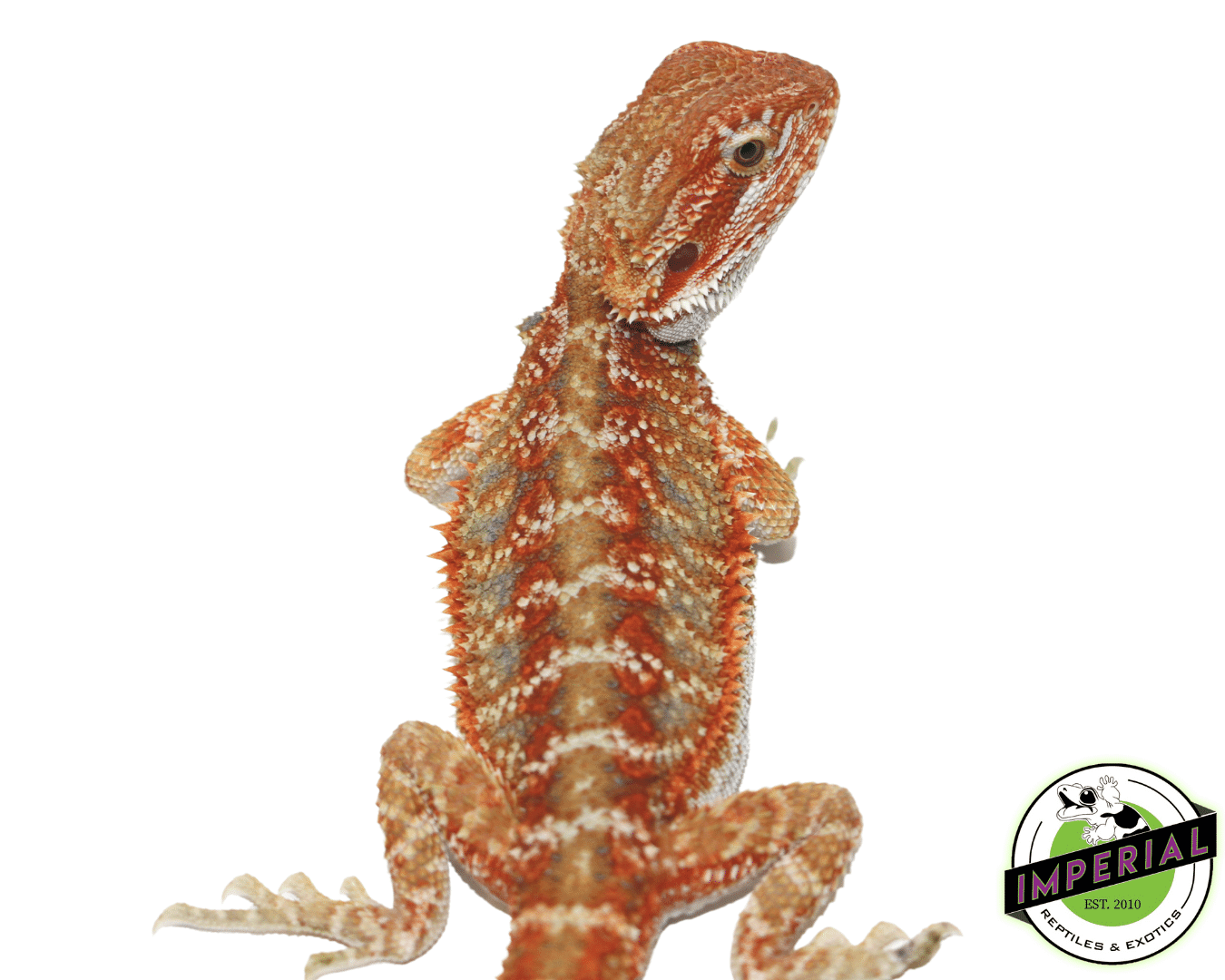 Hypo Skittles Bearded Dragon Juvenile Male - Image 2