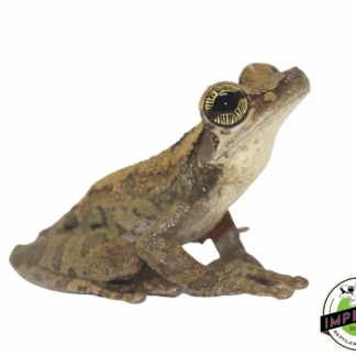 Slender Leg Tree Frog