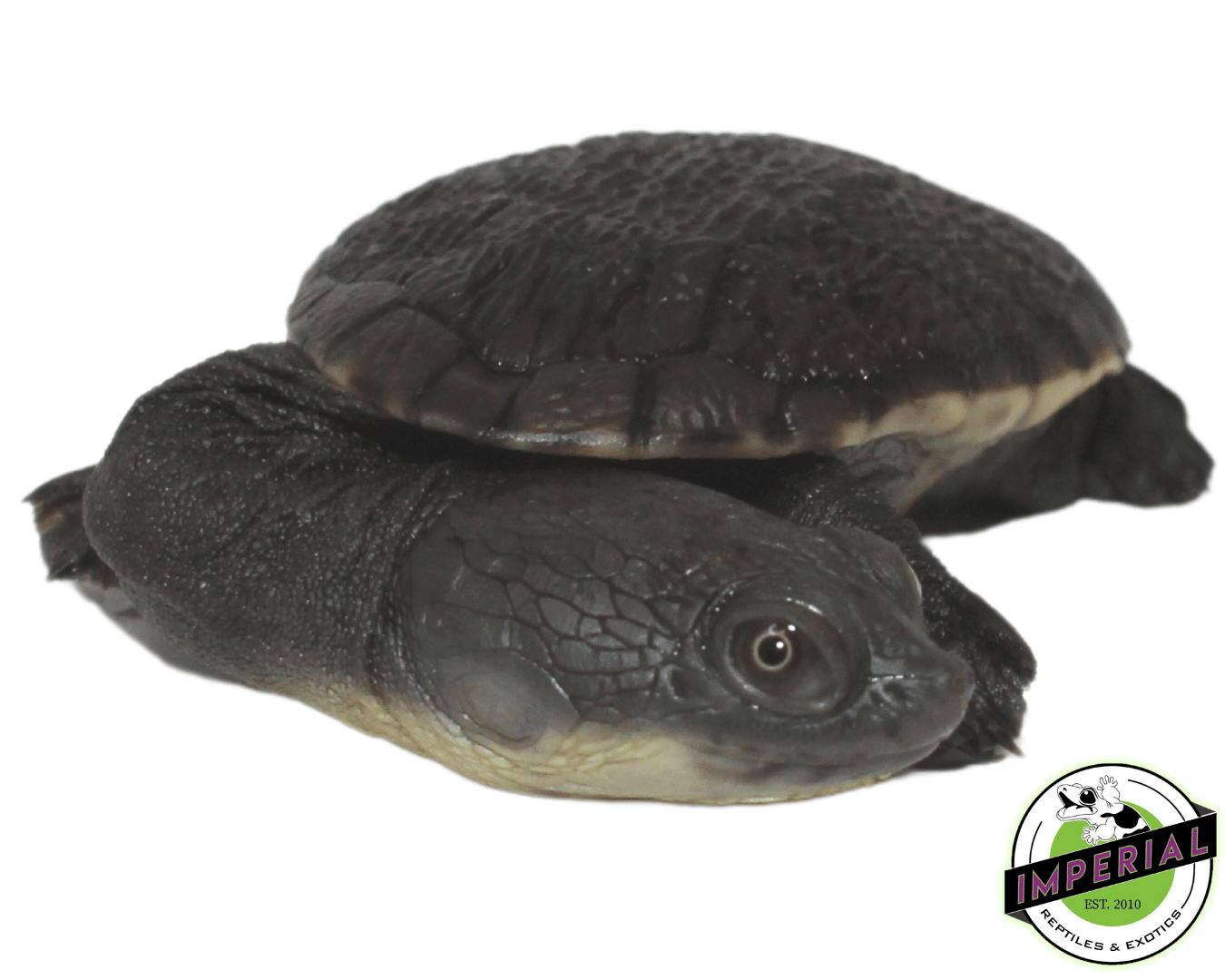 Snake Neck Turtle Baby - Image 3