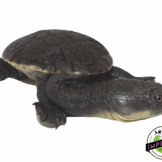 Snake Neck Turtle Baby