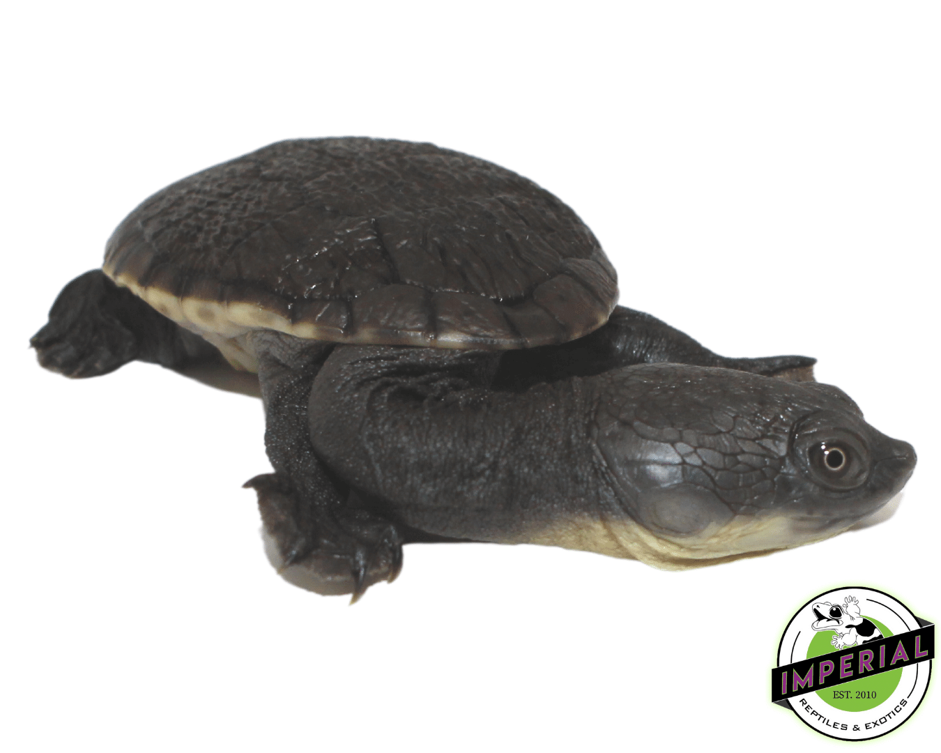 Snake Neck Turtle Baby